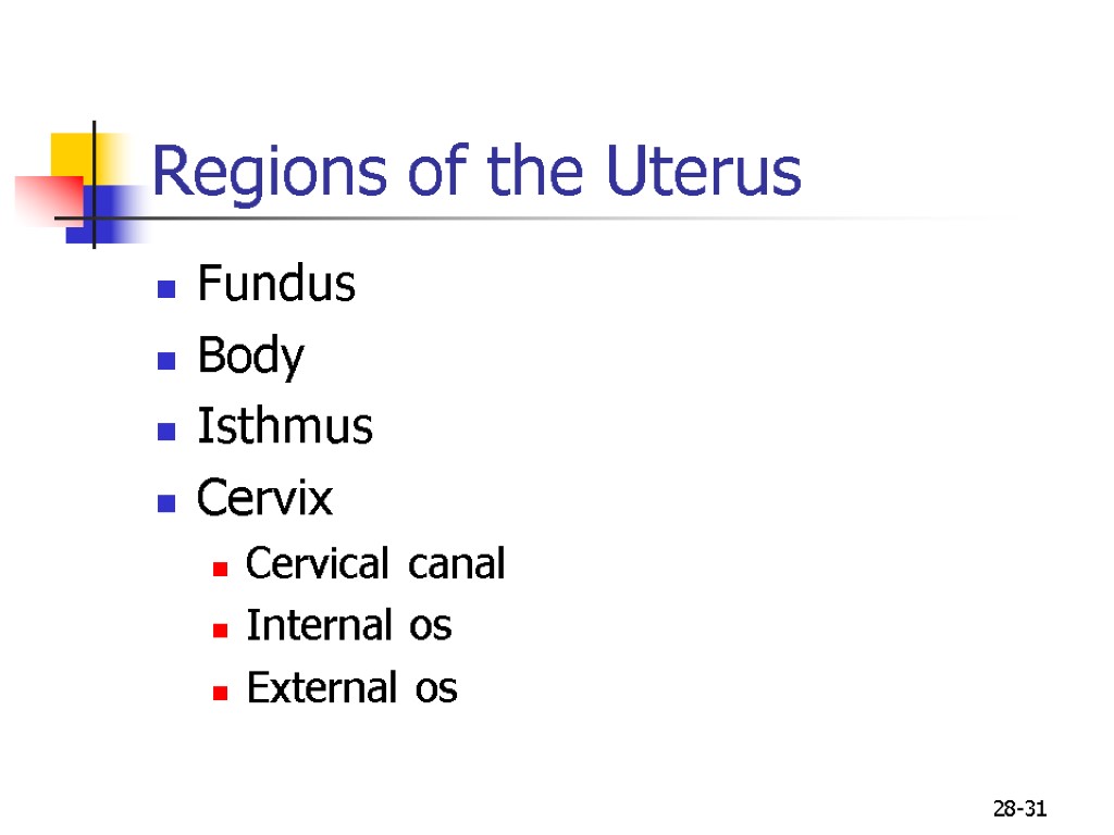 28-31 Regions of the Uterus Fundus Body Isthmus Cervix Cervical canal Internal os External